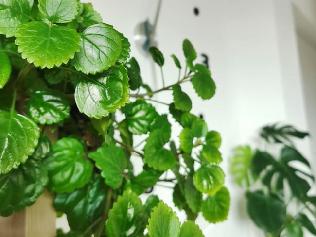 Imagen de referencia planta 'millonaria' dentro de casa // Getty Images